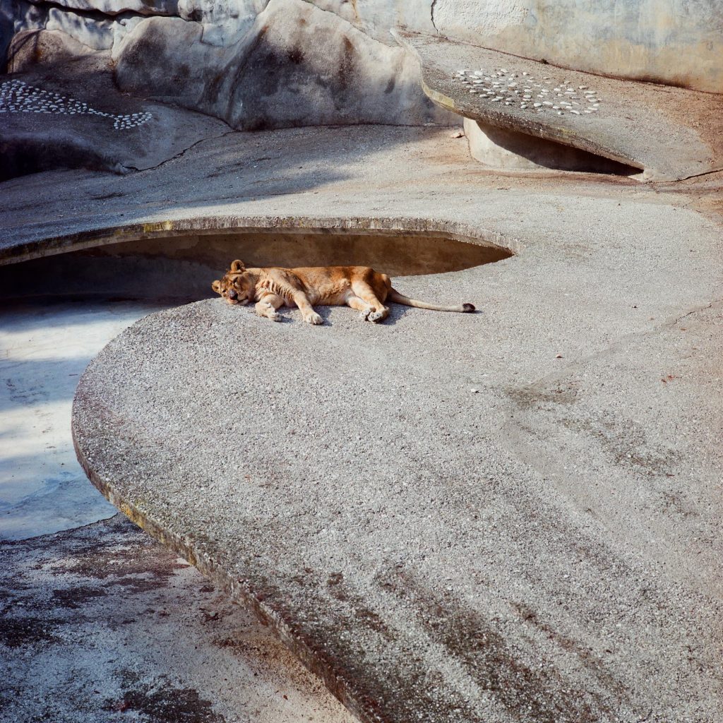 Mama Leone, Brijuni, 1993